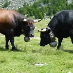 Garni Jaegerhof Saas Fee