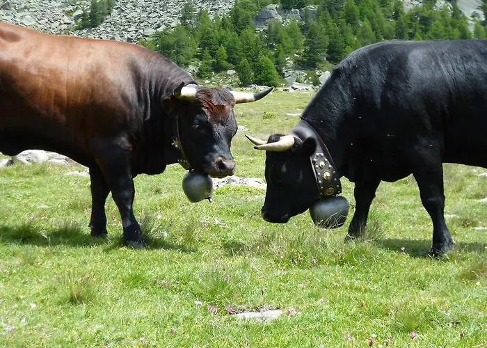 ガルニ イェーハーホフ サース フェー